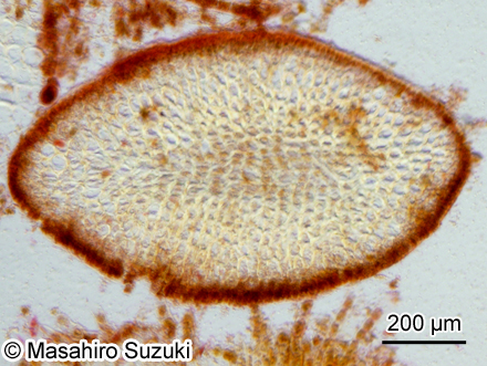 ヘラヤハズ Dictyopteris prolifera